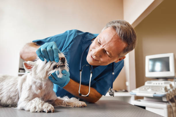 Best Weekend Emergency Dentist in Hardin, MT